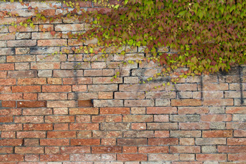 Textura de enredadera sobre pared de ladrillo. Ampelopsis, viña. Planta sobre muro.