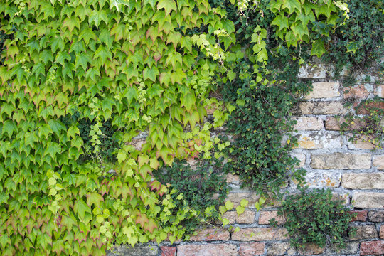 Textura de enredadera sobre pared de ladrillo. Ampelopsis, viña. Planta sobre muro. © simonlaprida