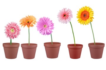 Gerbera Daisy, Flower, Single Flower.