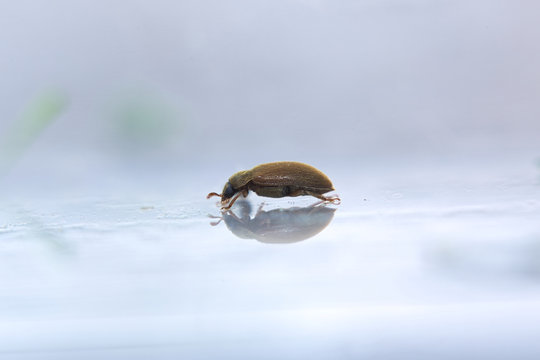 Macro of a very small beetle (1.5 mm) of the family of silken fungus beetles (Cryptophagidae)