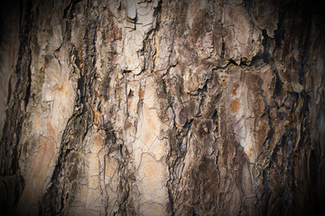 Bark of a pine tree