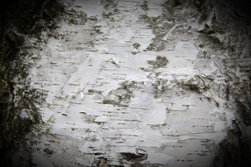 Bark of a birch tree