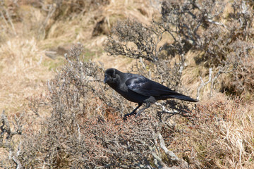 black craw on a brach
