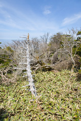 white Dead Yew trees at Yeongsil Trail