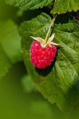 Raspberriy. Growing Organic Berries closeup. Ripe raspberry in the fruit garden