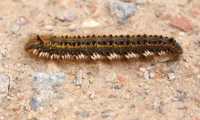 Drinker (Euthrix potatoria) caterpillar on a gravel ground