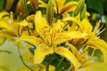 Fototapeta na wymiar yellow lily