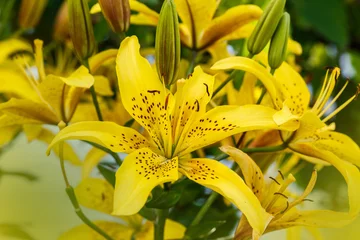 Crédence de cuisine en verre imprimé Nénuphars yellow lily