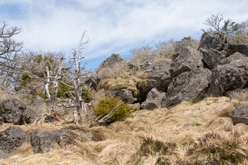 Landscape with Yew trees at Yeongsil Trail