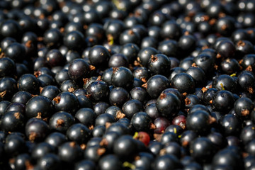 raw black currant background