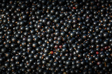 raw black currant background