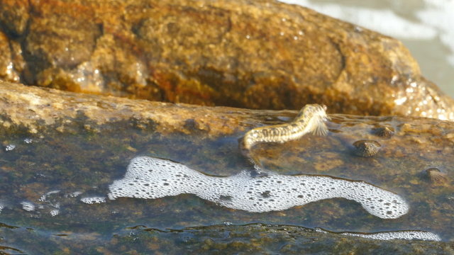 Mudskipper, Amphibious fish, Sea Mudskipper feed 
