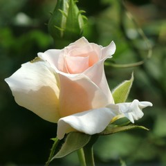 Pale pink rosebud