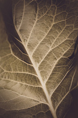 close up leaves texture