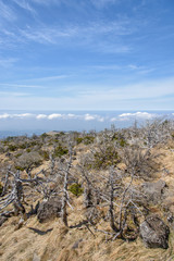 Landscape with Yew trees at Yeongsil Trail