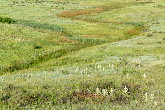 green prairie at Rocky Mountains foothills