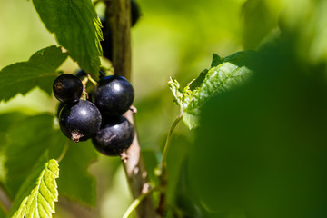 black currant on a branch in the garden