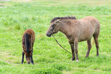 ponies in a field