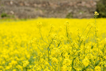 Obraz premium rape flowers in a farm field