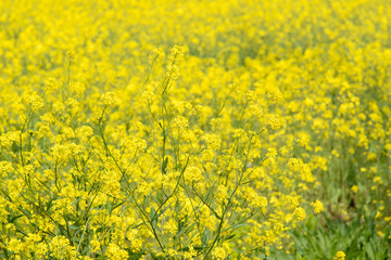 Obraz premium rape flowers in a farm field