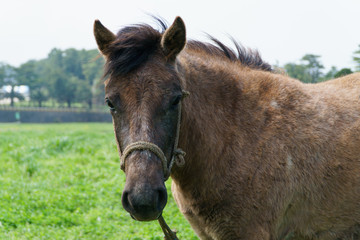 Fototapeta premium pony in a green field