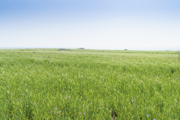 Obraz premium Landscape of green barley field