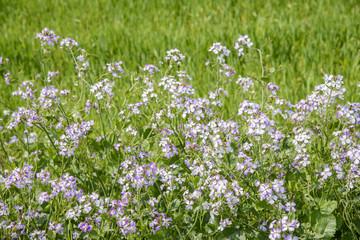 Obraz premium Raphanus sativus for. raphnistroides MAK.