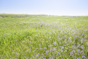 Raphanus sativus for. raphnistroides MAK.