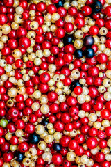 Close up white or yellow, red,  black  raw currant background