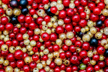 Close up white or yellow, red,  black  raw currant background