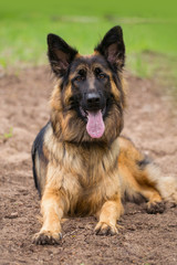 Portrait of German Sheppherd dog