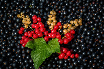 red and white or yellow currant on the raw black currant background