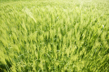 close-up of green barley field