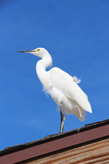 Little egret (small white heron) standing on the roof against the blue skym, Florida