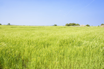 Obraz premium Landscape of green barley field and horizon