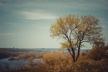Landscape with tree and river