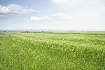 Landscape of green barley field and horizon