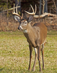 White tailed Deer buck with antlers in Cades Cove.