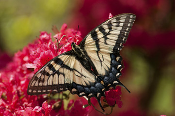 Eastern Tiger Swallowtail feeds on pink Azalea blooms.