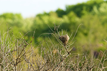 Bird's nest in tall grasses.