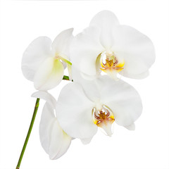 Naklejka na ściany i meble Flowers orchids isolated on white background.