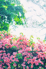 Obraz na płótnie Canvas Spring landscape with blossoming bush