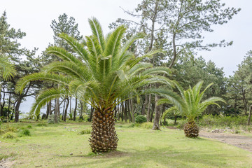 Canary palm tree