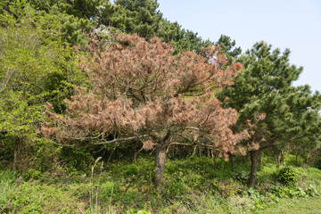 Pine tree die from a disease