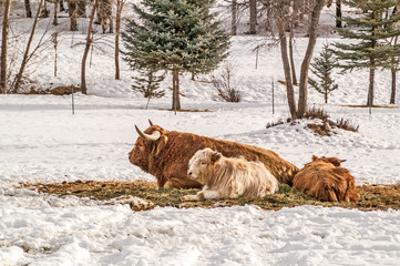 Highland Cow with Calves 81
