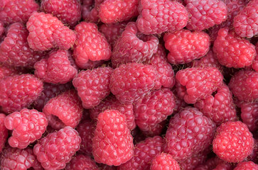 Freshly picked red raspberries for healthy living

