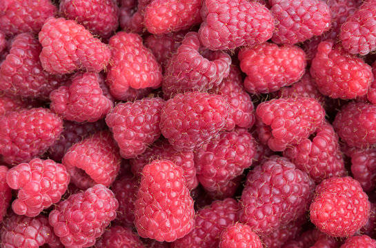 Freshly picked red raspberries for healthy living
