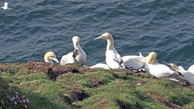 Gannet colony - Morus capensis