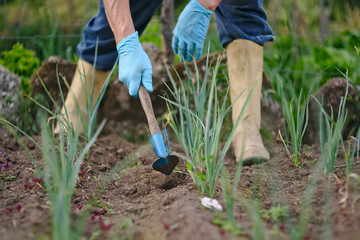 Mujer trabajando en agricultura, guantes azules