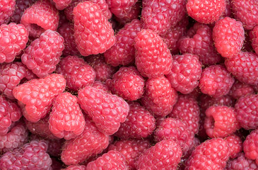 Freshly picked red raspberries for healthy living
